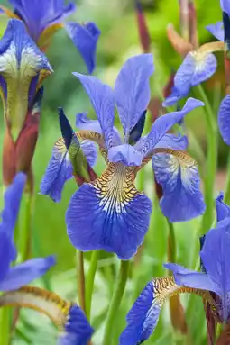 Intratuin Zwaardlelie (iris sibirica 'blue king') d 11 h 20 cm aanbieding