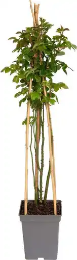 Intratuin Klimroos (rosa 'lichtkönigin lucia') aanbieding
