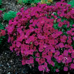 Intratuin Blauwkussen (aubrieta 'cascade red') d 9 h 5 cm aanbieding