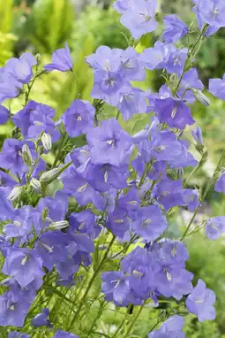 Intratuin Perzikbladklokje (campanula persicifolia) d 11 h 15 cm aanbieding