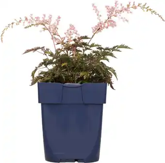 Intratuin Pluimspirea (astilbe simplicifolia 'sprite') d 11 h 10 cm aanbieding