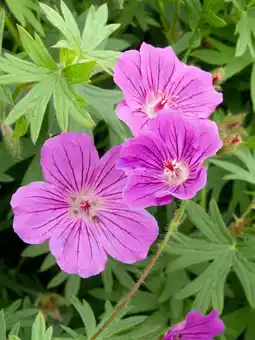 Intratuin Ooievaarsbek (geranium 'tiny monster') d 11 cm aanbieding