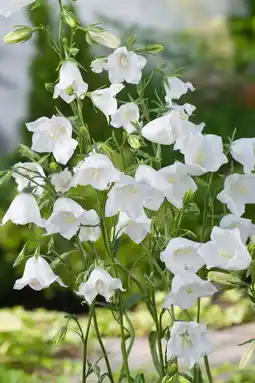 Intratuin Perzikbladig klokje (campanula persicifolia 'alba') aanbieding