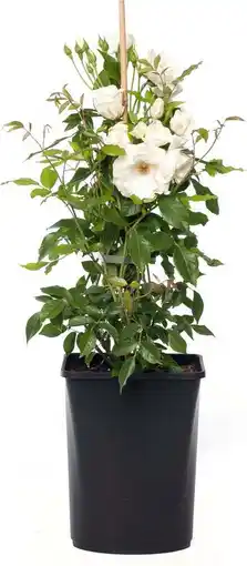 Intratuin Klimroos (rosa 'climbing iceberg') aanbieding