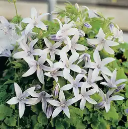 Intratuin Klokjesbloem (campanula poscharskyana 'e.h. frost') aanbieding