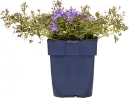 Intratuin Kruipklokje (campanula poscharskyana 'stella') d 11 h 10 cm aanbieding