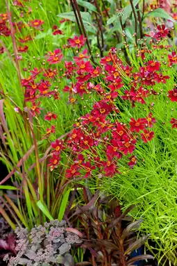 Intratuin Meisjesogen (coreopsis verticilata 'ruby red') aanbieding