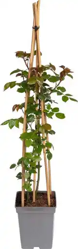 Intratuin Klimroos (rosa 'compassion') aanbieding