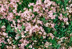 Intratuin Gipskruid (gypsophila repens 'rosea') d 9 h 5 cm aanbieding