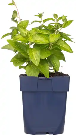 Intratuin Maagdenpalm (vinca major) d 11 h 10 cm aanbieding