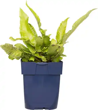 Intratuin Nestvaren (asplenium scolopendrium) d 11 h 10 cm aanbieding