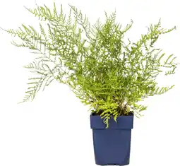 Intratuin Mannetjesvaren (dryopteris filix mas 'linearis polydactyla') d 11 h 10 cm aanbieding