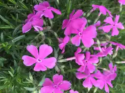 Intratuin Vlambloem (phlox (s) 'mc daniel's cushion') d 11 cm aanbieding