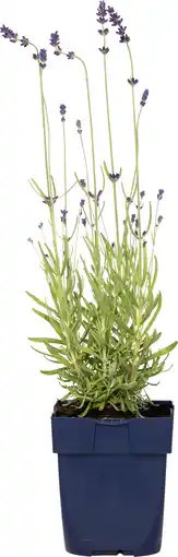 Intratuin Lavendel (lavandula augustifolia 'hidcote') d 11 h 10 cm aanbieding