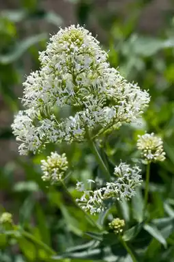 Intratuin Valeriaan (centranthus rubra 'albus') aanbieding