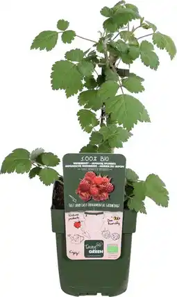 Intratuin Japanse wijnbes (rubus phoenicolasius) d 13 h 45 cm aanbieding