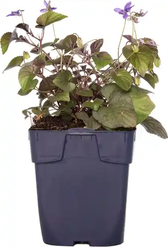 Intratuin Hoornviooltje (viola labradorica) aanbieding