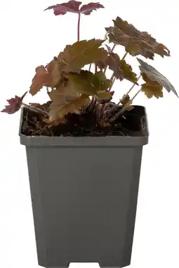 Intratuin Purperklokje (heuchera micrantha 'palace purple') d 9 h 5 cm aanbieding