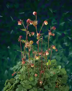 Intratuin Knikkend geum (geum rivale) d 11 h 5 cm aanbieding