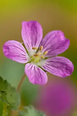 Intratuin Reigersbek (erodium variabile 'bishop's form') aanbieding