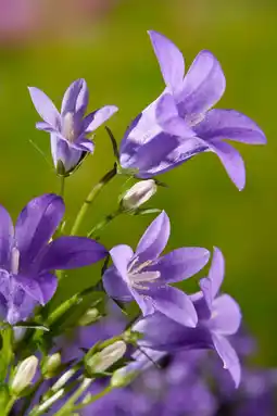 Intratuin Klokjesbloem (campanula garganica) d 9 h 5 cm aanbieding