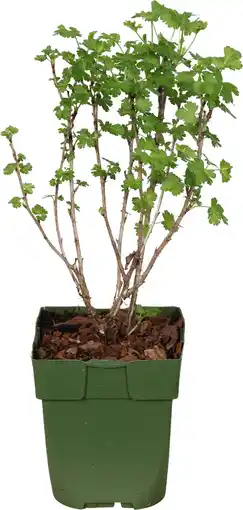 Intratuin Biologische rode kruisbes (ribes uva-crispa 'captivator') d 13 h 40 cm aanbieding