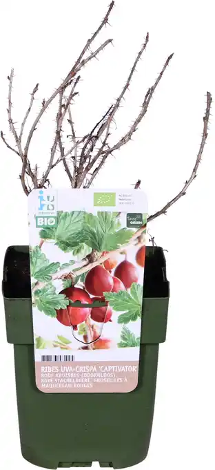 Intratuin Biologische rode kruisbes (ribes uva-crispa 'captivator') d 13 h 40 cm aanbieding