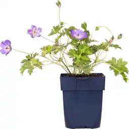 Intratuin Ooievaarsbek (geranium sanguineum 'striatum') d 11 h 10 cm aanbieding