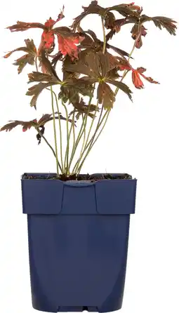 Intratuin Ooievaarsbek (geranium maculatum 'espresso') d 11 h 10 cm aanbieding