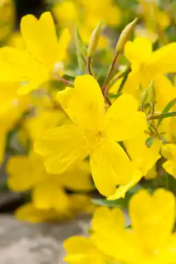 Intratuin Teunisbloem (oenothera 'african sun') d 11 h 5 cm aanbieding