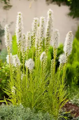 Intratuin Lampepoetser (liatris spicata 'alba') aanbieding