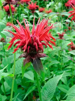 Intratuin Bergamotplant (monarda 'cambridge scarlet') aanbieding