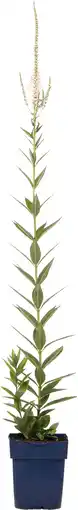 Intratuin Virginische ereprijs (veronicastrum virginicum 'album') d 11 h 10 cm aanbieding