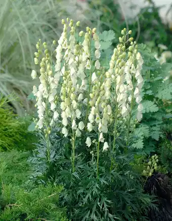 Intratuin Monnikskap (aconitum napellus 'album') aanbieding