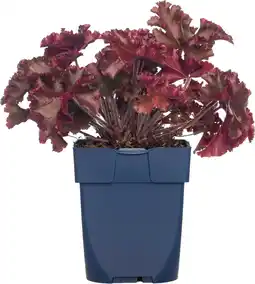 Intratuin Purperklokje (heuchera 'melting fire') d 11 h 10 cm aanbieding