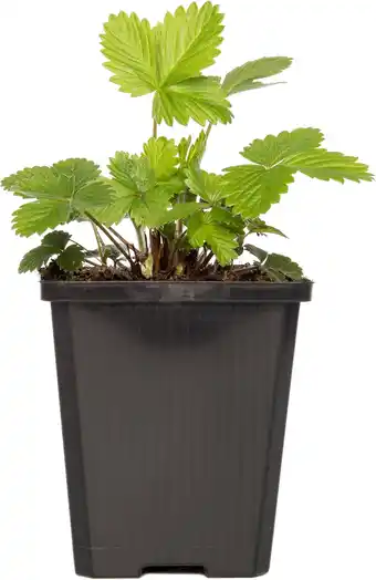 Intratuin Bosaardbei (fragaria vesca 'alexandria') d 9 h 5 cm aanbieding