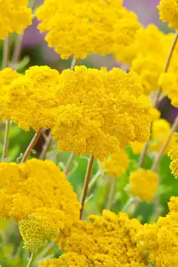 Intratuin Duizendblad (achillea millifolium 'cloth of gold') aanbieding