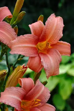 Intratuin Daglelie (hemerocallis 'pink damask') aanbieding