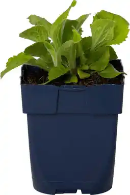 Intratuin Vingerhoedskruid (digitalis luteas 'mertonensis') aanbieding
