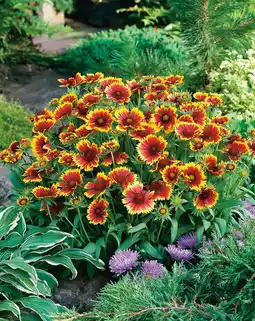 Intratuin Kokardebloem (gaillardia 'kobold') d 9 h 5 cm aanbieding