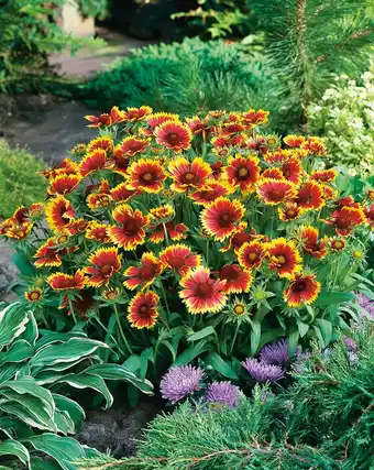 Intratuin Kokardebloem (gaillardia 'kobold') d 9 h 5 cm aanbieding