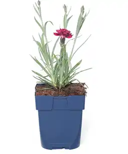 Intratuin Anjer (dianthus 'odessa red') aanbieding