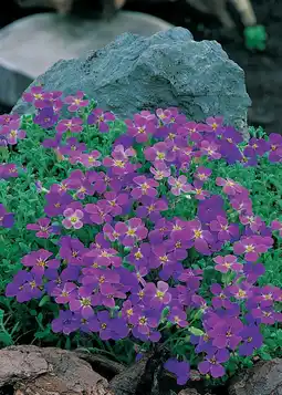 Intratuin Blauwkussen (aubrieta 'cascade purple') d 9 h 5 cm aanbieding