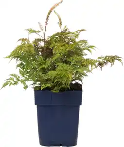 Intratuin Geitenbaard (aruncus aethusifolius) d 11 h 10 cm aanbieding