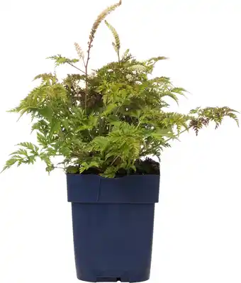 Intratuin Geitenbaard (aruncus aethusifolius) d 11 h 10 cm aanbieding