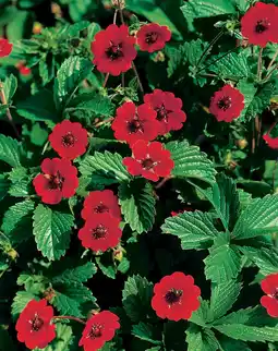 Intratuin Ganzerik (potentilla atrosanguinea) d 9 h 5 cm aanbieding