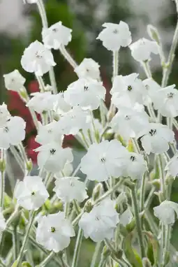 Intratuin Prikneus (lychnis coronaria 'alba') aanbieding