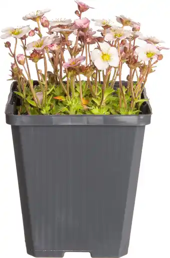 Intratuin Steenbreek (saxifraga arendsii 'schneeteppich') d 9 h 5 cm aanbieding