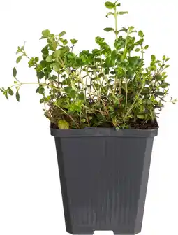 Intratuin Kleine wilde tijm (thymus serpyllum) d 9 h 10 cm aanbieding