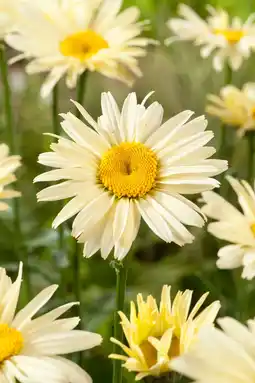 Intratuin Margriet (leucanthemum maxinum 'broadway lights') aanbieding